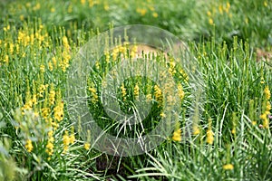 Bog asphodel Narthecium ossifragum, field of flowering plants photo